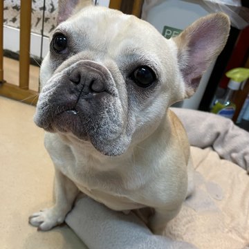 🐾新メンバー🔰ご紹介🐾2022,12,9【保護犬カフェ天神橋店】